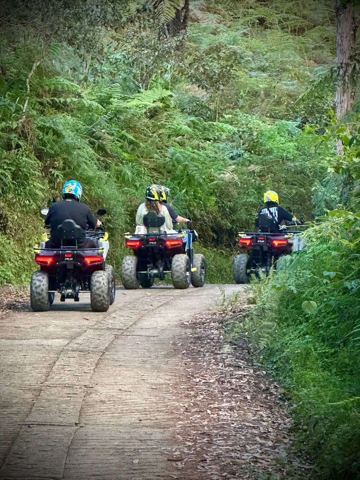 Ruta de cuatrimotos entre árboles